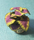 1:12 Dollhouse Miniature Coleus House Plant Kit/Miniature Garden DI P109