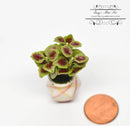 1:12 Dollhouse Miniature Coleus in Striped Pot/ Miniature Garden BD A126