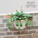 1:12 Dollhouse Miniature Philodendron in Wall Sconce BD A1101
