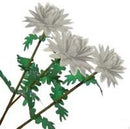 1:12 Dollhouse MiniatureFlower Kit Cushion Mum White / Miniature Garden IBM 001-0023