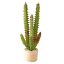 1:6 Dollhouse Miniature Cactus/Berbie Blythe Doll Plant E78