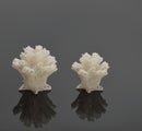 1:12 Dollhouse Miniature Coral Unpainted SMA CR012
