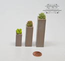 1:12 Dollhouse Miniature Succulents Plants Set in Planter AZ HW4047