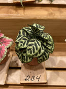 1:12 Dollhouse Miniature House Plant Kit DI P234