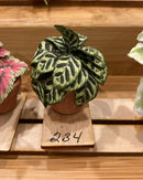 1:12 Dollhouse Miniature House Plant Kit DI P234