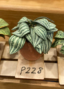 1:12 Dollhouse Miniature House Plant Kit DI P228