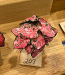 1:12 Dollhouse Miniature Coleus House Plant Kit DI P207