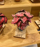 1:12 Dollhouse Miniature Coleus House Plant Kit DI P207