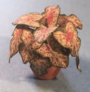 1:12 Dollhouse Miniature House Plant Kit DI P216