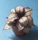 1:12 Dollhouse Miniature House Plant Kit / Miniature Garden DI P202