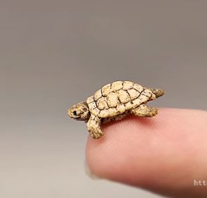 1:12 Dollhouse Miniature Turtle D222