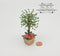 1:12 Dollhouse Miniatures Ficus in Floral Wooden Planter BD A1106