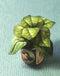 1:12 Dollhouse Miniature Green House Plant Kit/Miniature Garden DI P106