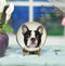 1:12 Dollhouse Miniature Boston Terrier Plate/ Miniature Dog Plate BB CDD501-3