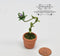 BO 1:12 Dollhouse Miniature Man Eating Plant BD H024
