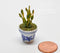 1:12 Dollhouse Miniature Aloe Vera in Blue Design Pot/ BD A022
