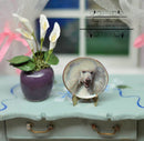 1:12 Dollhouse Miniature Poodle Plate/ Miniature Dog Plate BB CDD500-2