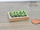 1:12 Dollhouse Miniature Seedlings in Flat / Miniature Garden BD A150