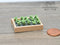 1:12 Dollhouse Miniature Seedlings in Flat / Miniature Garden BD A150