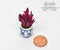 1:12 Dollhouse Miniature Amaranthus in Striped Pot/ Miniature Garden BD A127