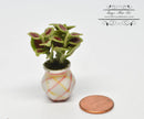 1:12 Dollhouse Miniature Coleus in Striped Pot/ Miniature Garden BD A126