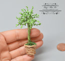 1:12 Dollhouse Miniature Small Ficus in Woven Basket BD A1007