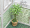 1:12 Dollhouse Miniature Small Ficus in Woven Basket BD A1007