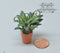 BO 1:12 Dollhouse Miniature Fern in Clay Pot BD A1068