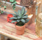 1:12 Dollhouse Miniature Tropical Plant in Clay Pot BD A1032