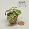 1:12 Dollhouse Miniature Large Hostas Plant Kit - x 3/Miniature Garden DI P307