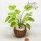 1:12 Miniature Large Monstera in Basket I3