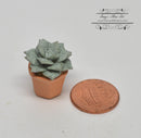 1:12 Dollhouse Miniature Green Succulent Plant in Clay Planter HMN 463