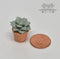 1:12 Dollhouse Miniature Green Succulent Plant in Clay Planter HMN 463