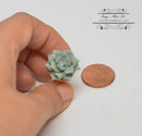 1:12 Dollhouse Miniature Green Succulent Plant in Clay Planter HMN 463