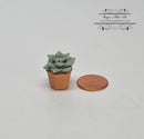 1:12 Dollhouse Miniature Green Succulent Plant in Clay Planter HMN 463