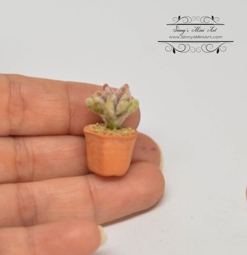 1:12 Dollhouse Miniature Succulent Plant in Clay Planter HMN 740