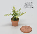 1:12 Dollhouse Miniature Potted House Plant / Miniature Garden BD A012-B