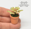 1:12 Dollhouse Miniature Rainbow Star in Clay Pot/ Miniature Garden BD A1030