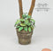 DIS 1:12 Dollhouse Miniature Dracaena Round Planter AZ MR1001