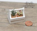 1:12 Dollhouse Miniature Cactus in White Caddy Mini Gardening BD A2002