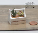 1:12 Dollhouse Miniature Cactus in White Caddy Mini Gardening BD A2002