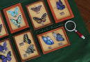 1:6 Dollhouse Miniature Butterfly in Frame / Miniature Photo B59