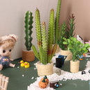 1:6 Dollhouse Miniature Cactus/Berbie Blythe Doll Plant E78