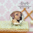 1:12 Dollhouse Miniature Labrador Dog Decorative Plate BB CDD498-1