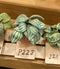 1:12 Dollhouse Miniature House Plant Kit DI P228
