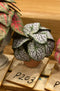 1:12 Dollhouse Miniature House Plant Kit DI P203