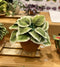 1:12 Dollhouse Miniature Large Hostas Plant Kit - x 3/Miniature Garden DI P307