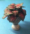 1:12 Dollhouse Miniature Coleus House Plant Kit / Miniature Garden DI P201